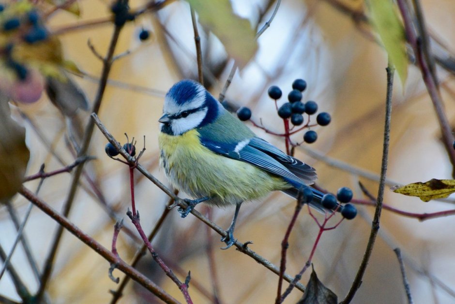Синичка лазоревка