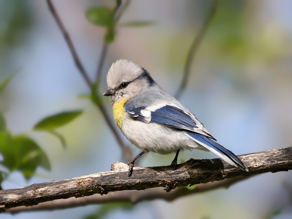 Желтогрудый князек
