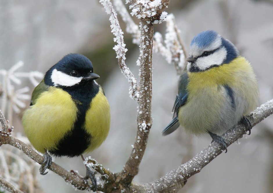 Синица лазоревка