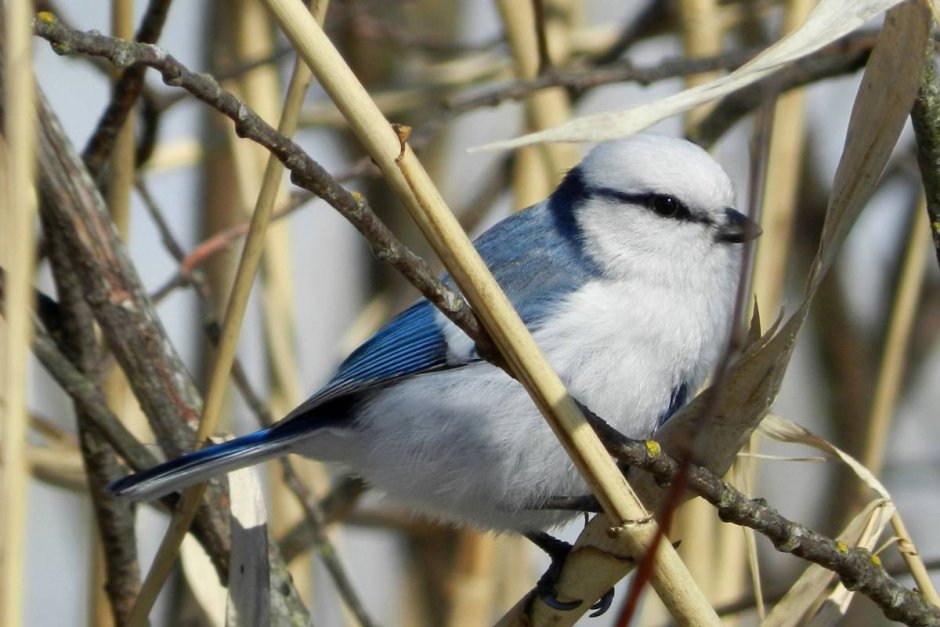 Птицы Черноземья