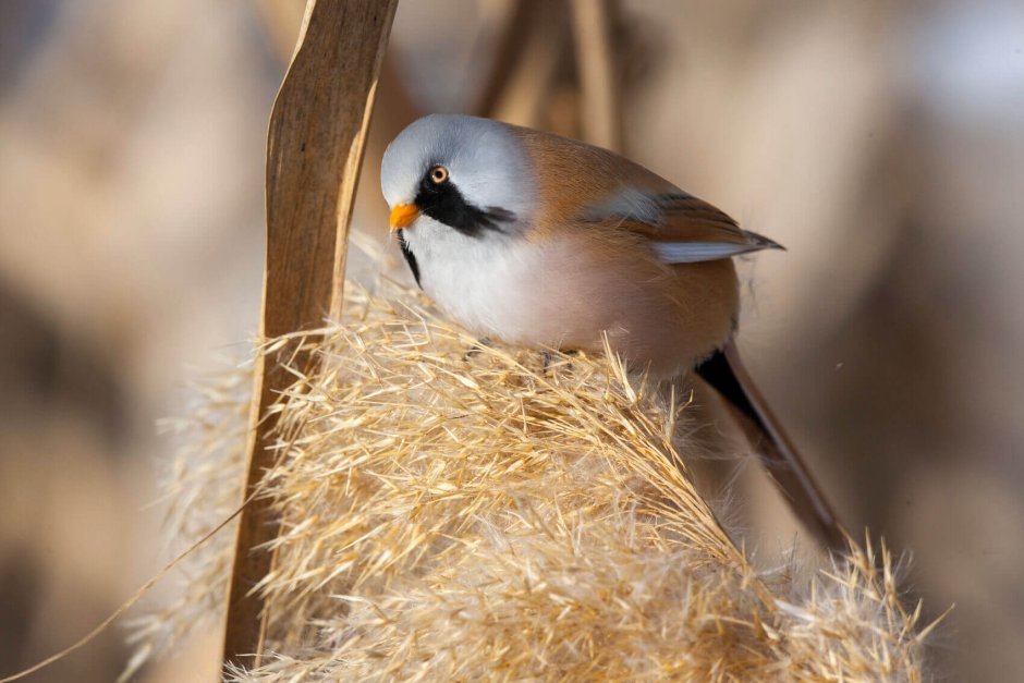 Птица синица Лазаревка