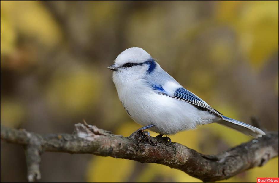 Серогрудая синица