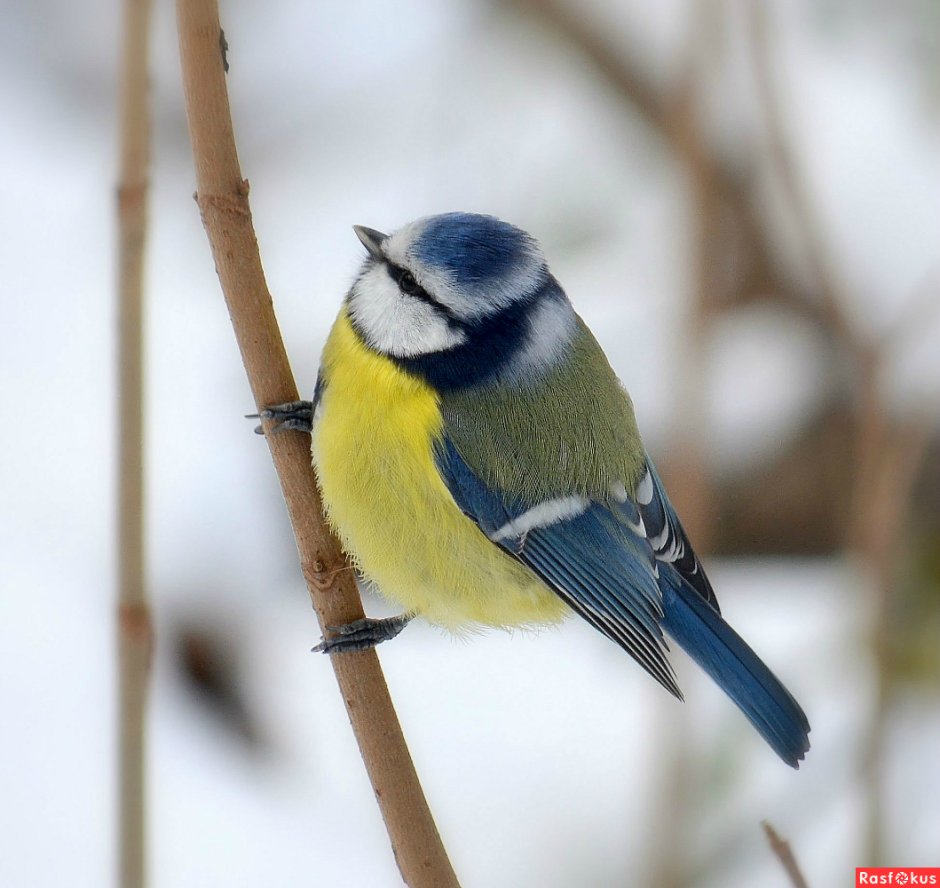 Синичка лазоревка