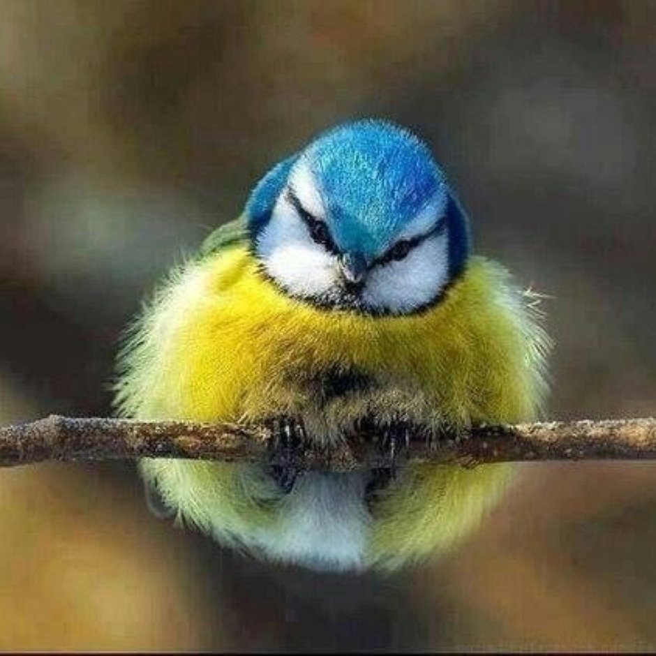 Белощекая синица