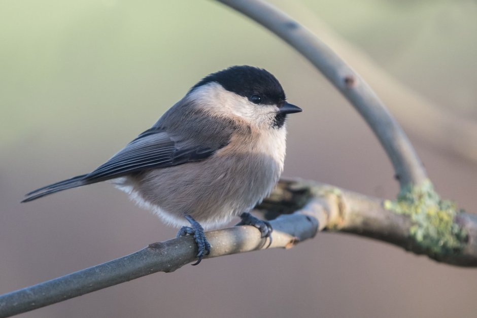 Синица Московка (Parus ater)