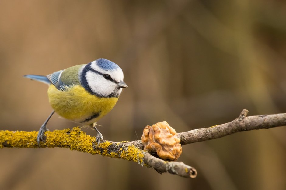 Синица лазоревка подвиды
