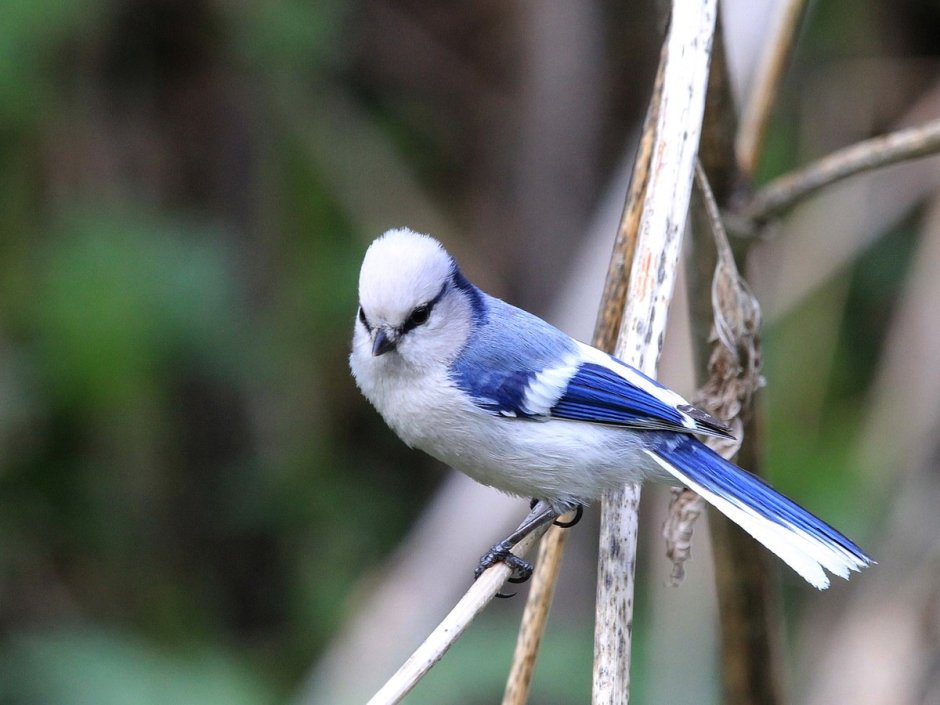 Синица белая лазоревка