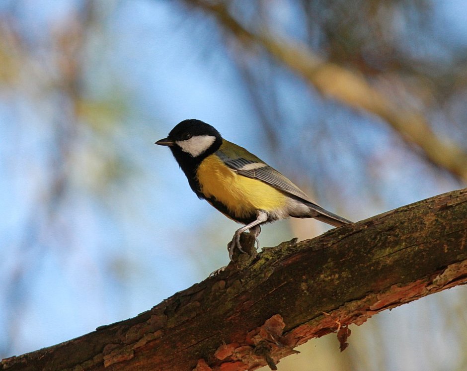 Птица синица большая