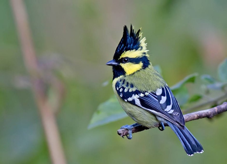 Синица Перелетная птица