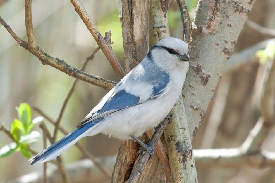 Обыкновенная лазоревка
