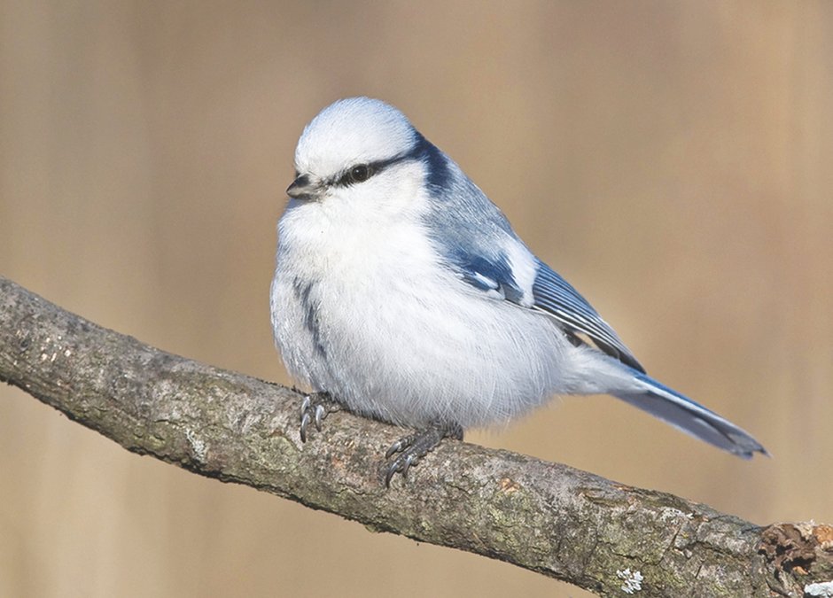 Синица лазоревка