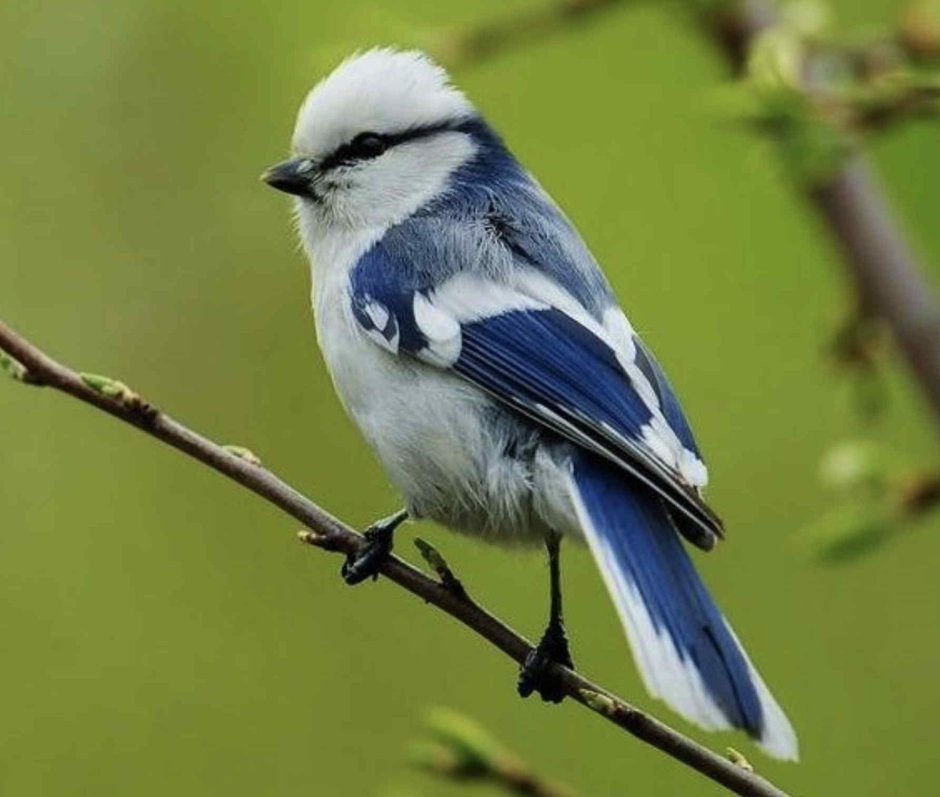 Лазоревка с хохолком