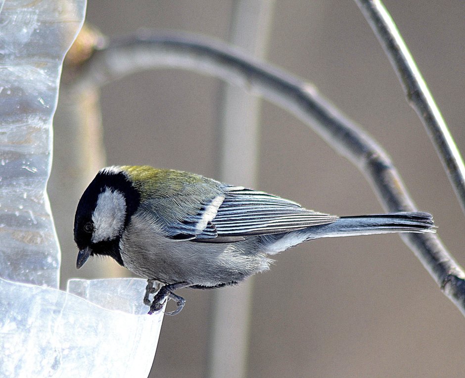 Синица буроголовая гаичка