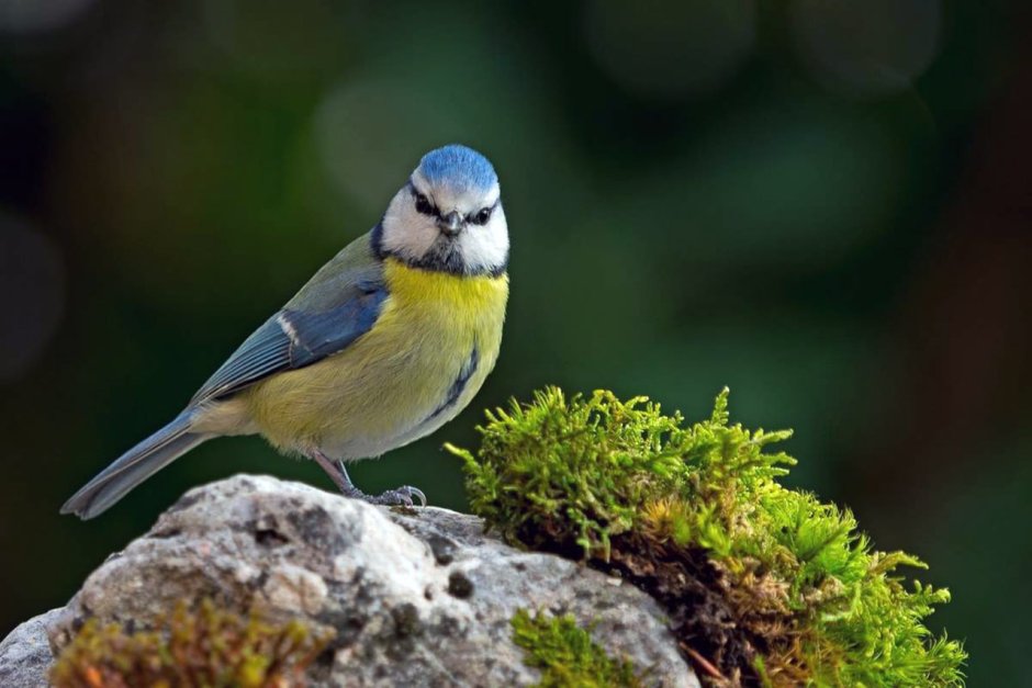 Обыкновенная лазоревка