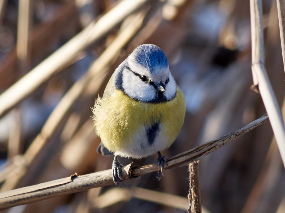 М. Андреева. Птички-синички.