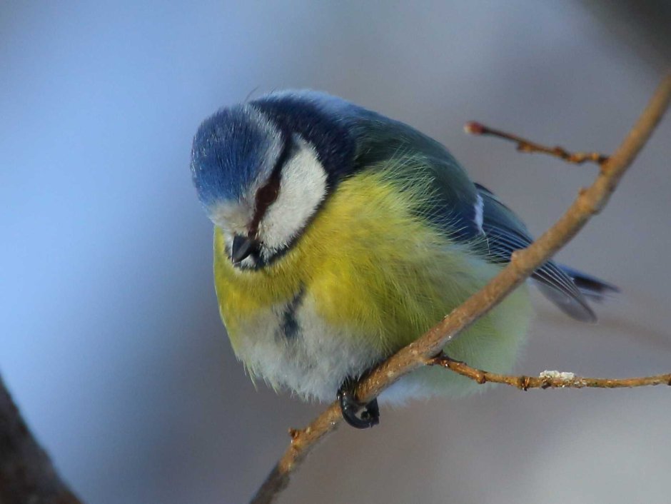 Синица буроголовая гаичка