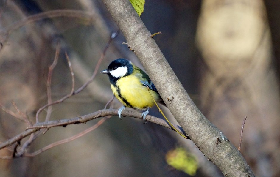 Обыкновенная лазоревка