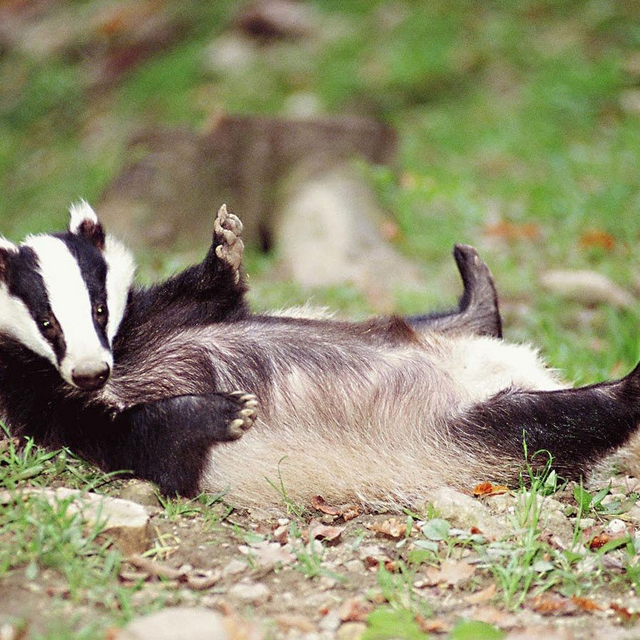 Жигулевский заповедник барсук