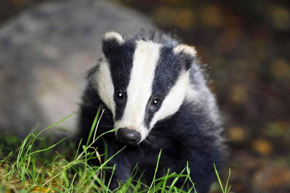 Барсук Дальневосточный