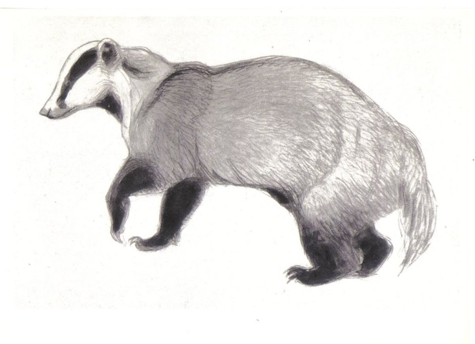 Ватагин барсук