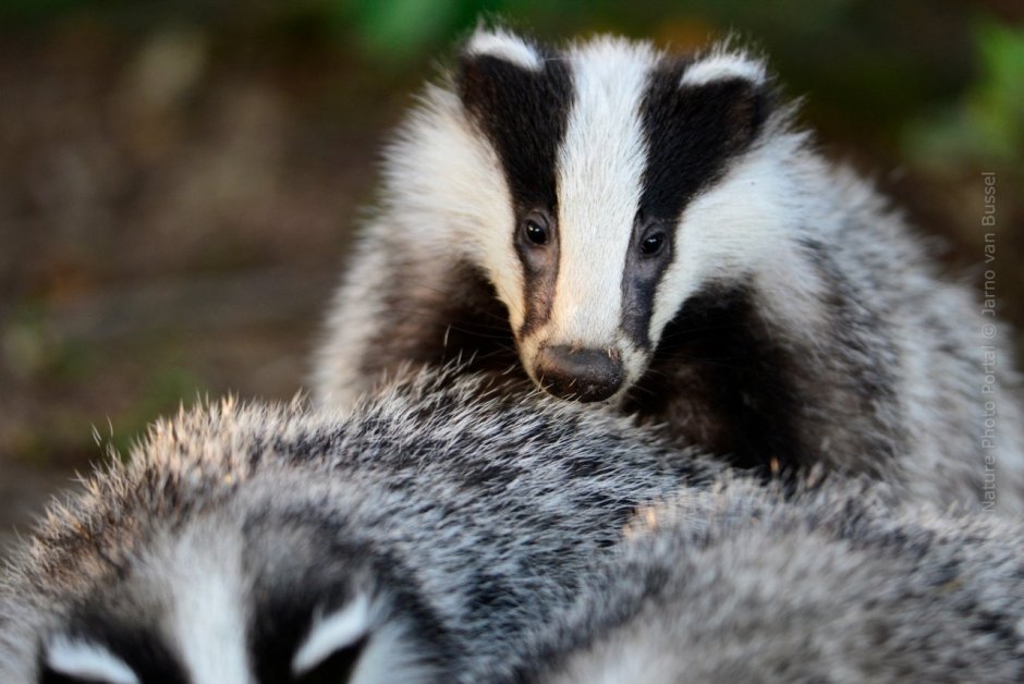 Скунс и барсук