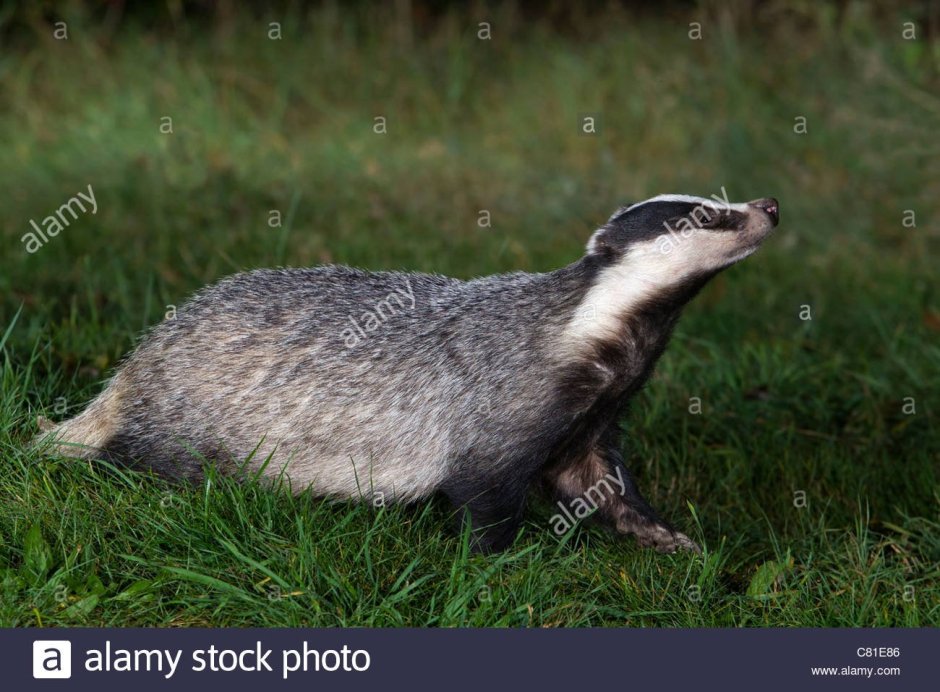 Хвост барсука фото