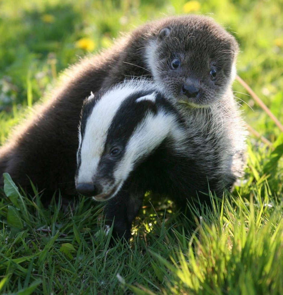 Детеныш барсука