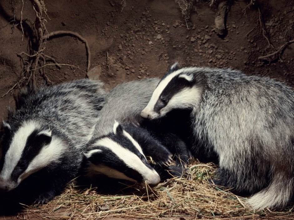 Барсук роет нору