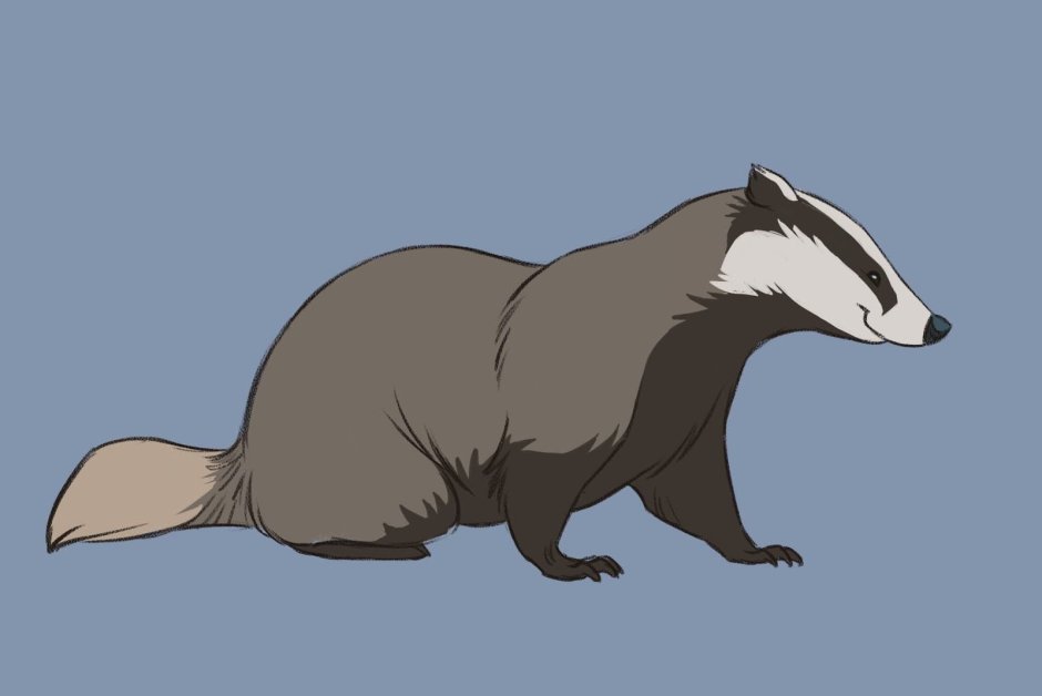 Барсук иллюстрация