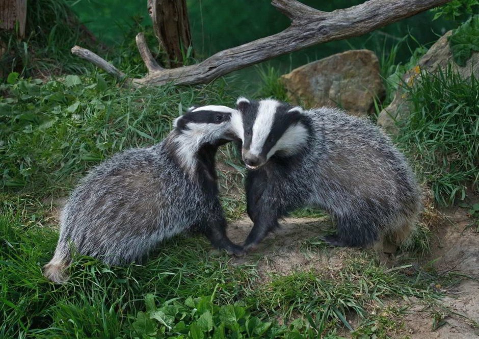 Барсук барсучиха Барсучонок