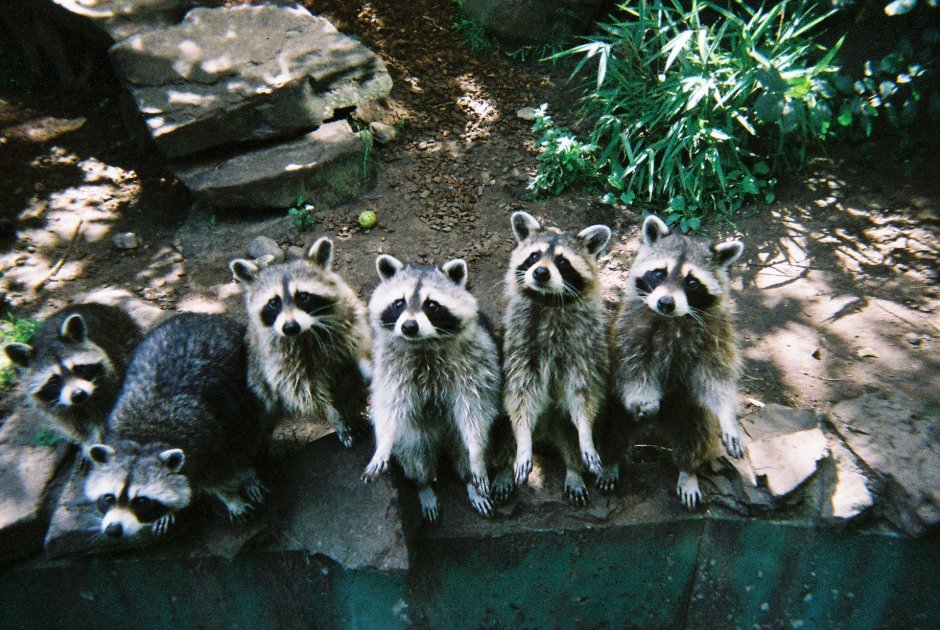 Стайка енотов