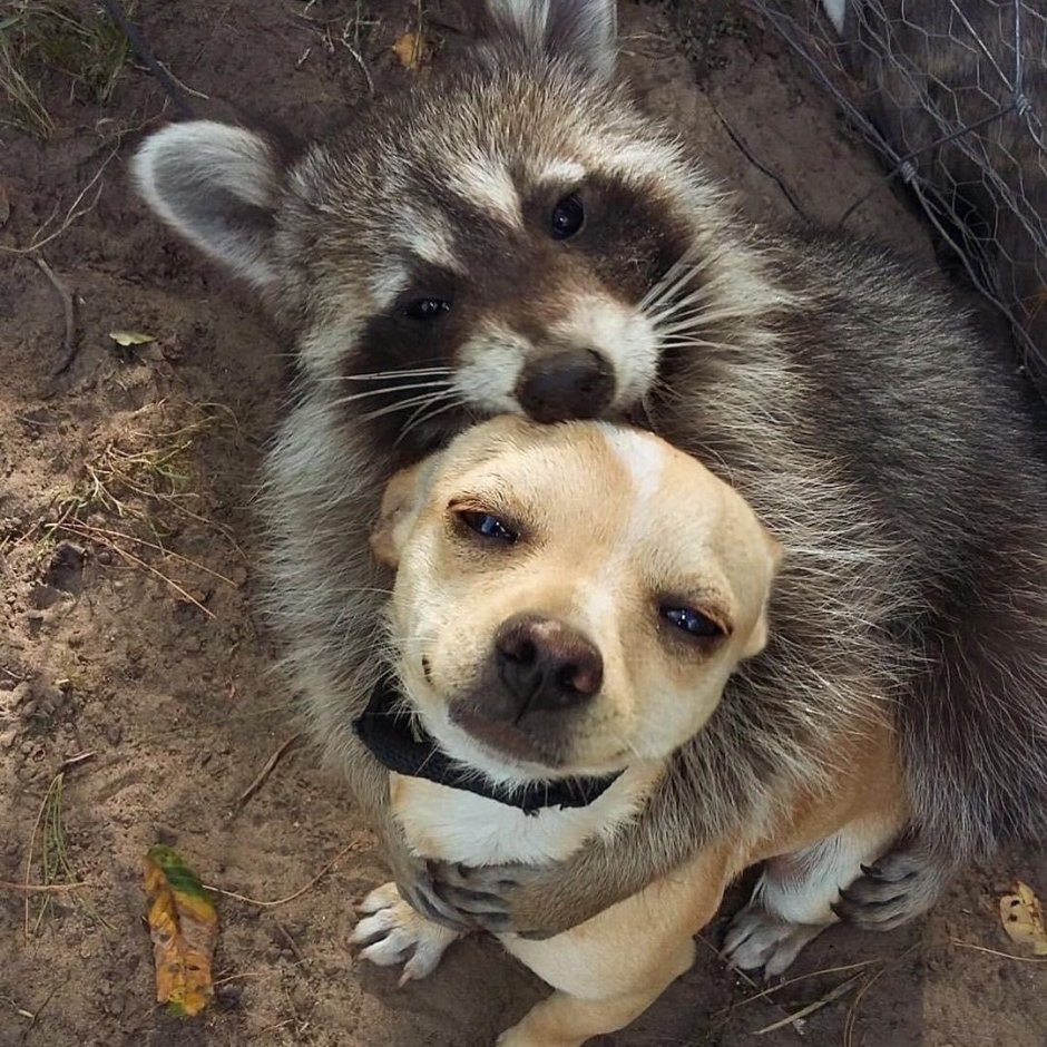 Прикольные животные и милые и сильные