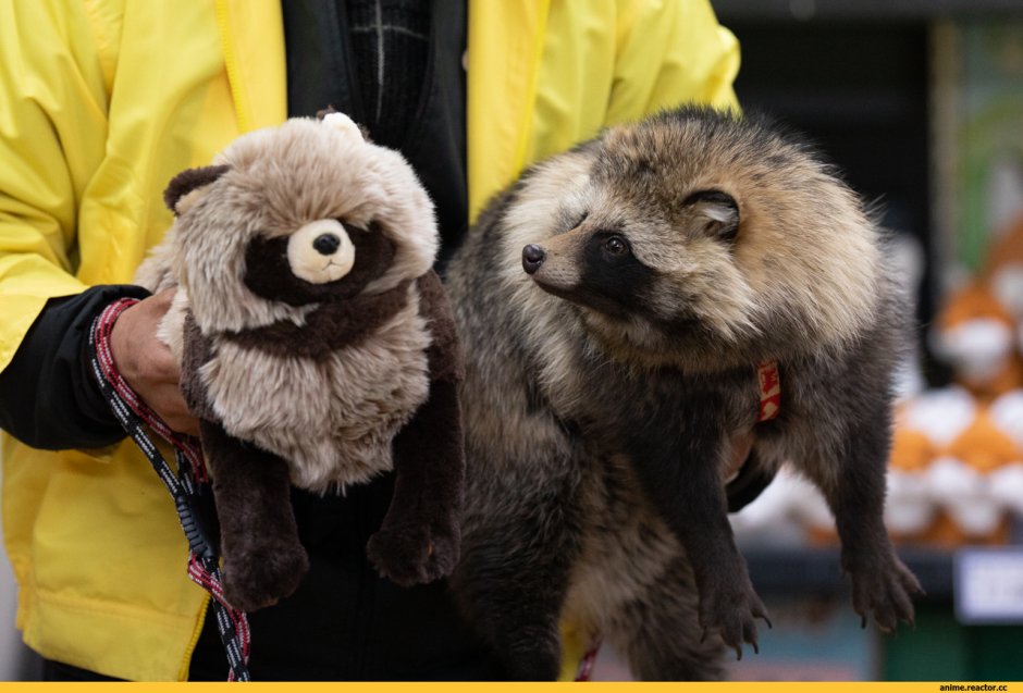 Енотовидная собака Тануки яйца