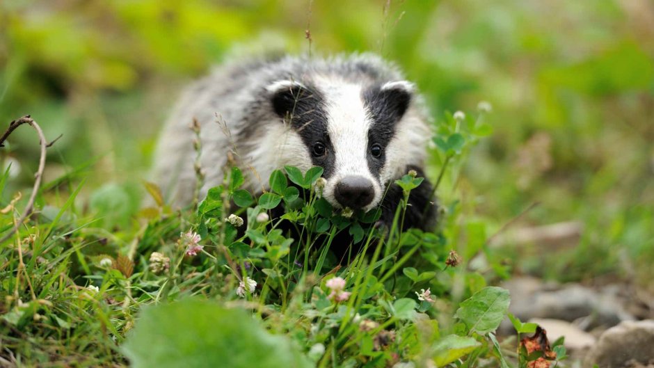Енотовидная собака в Самарской области