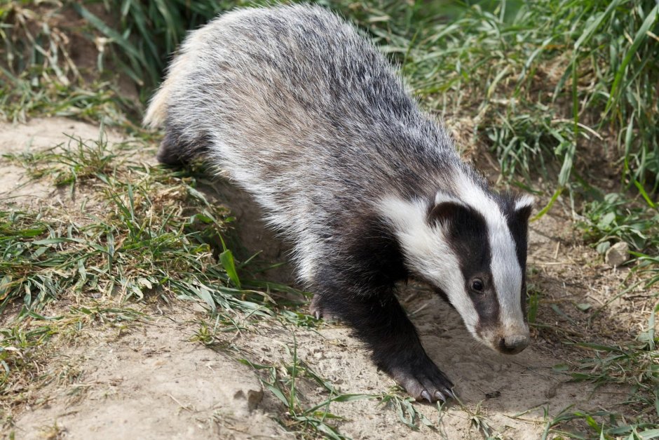Барсук и енотовидная собака