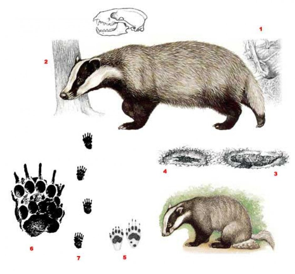 Строение Барсучьей Норы