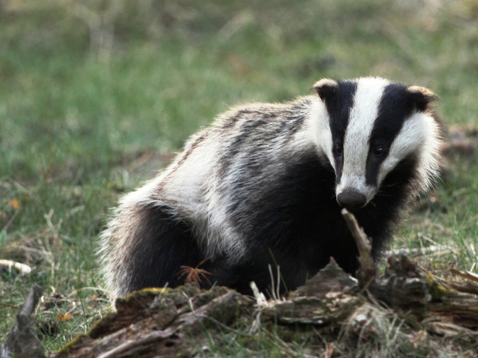 Енот в дикой природе