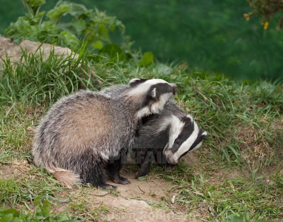 Барсуки обнимаются
