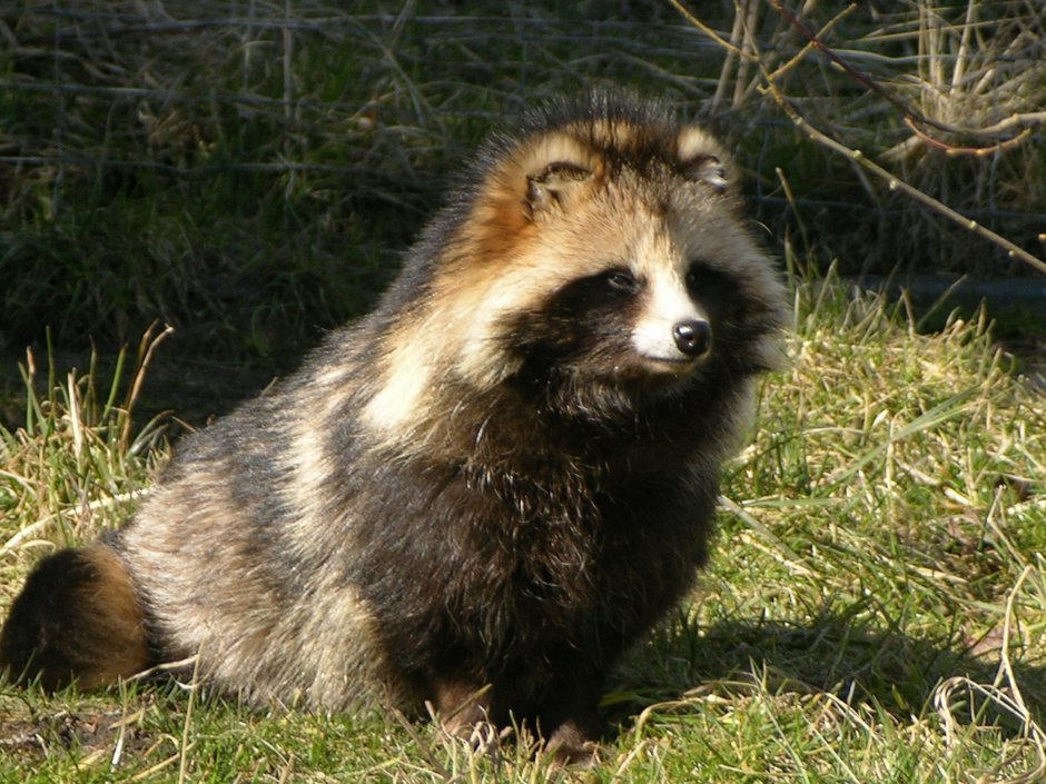 Енотовидная собака