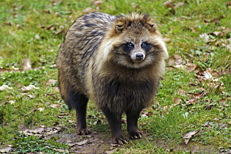 Енотовидная собака Тануки