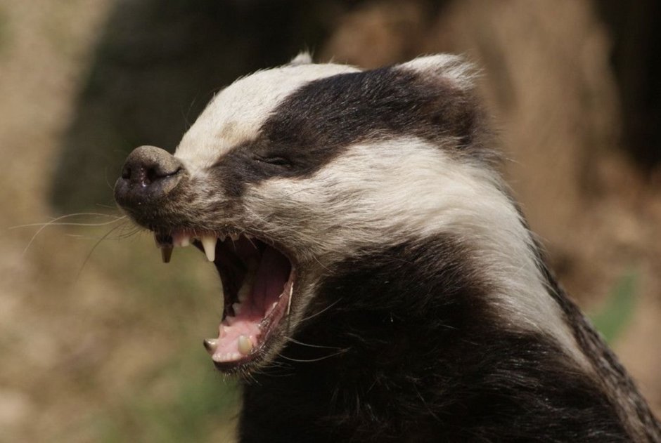 Злой барсук медоед