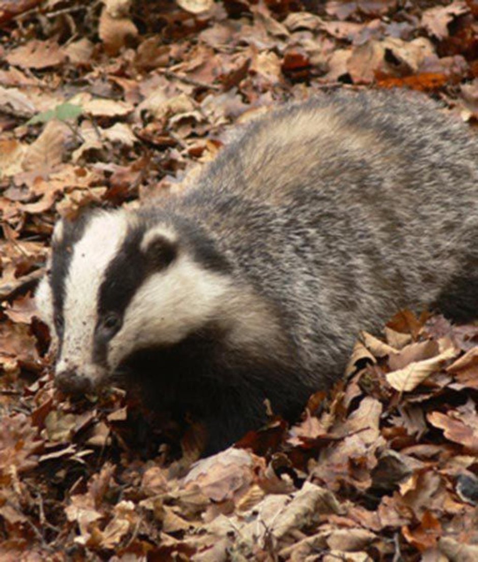 Барсук енот скунс