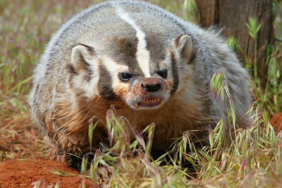 Американский барсук