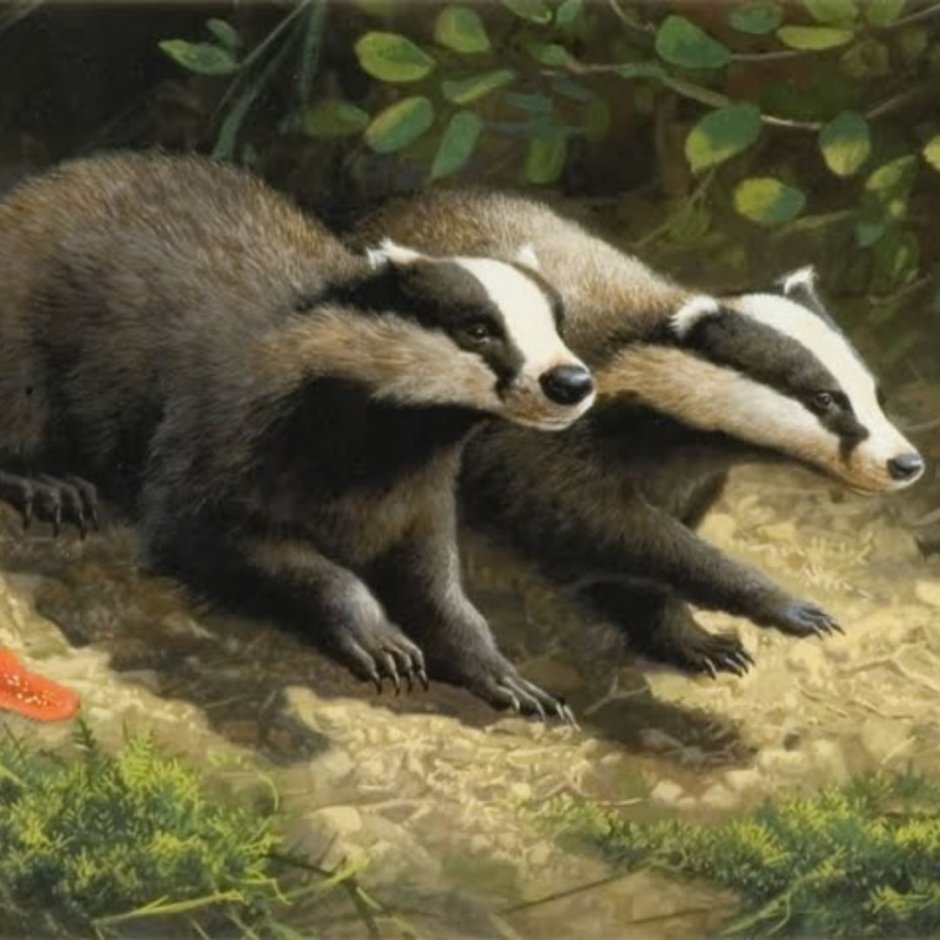 Детеныш барсука