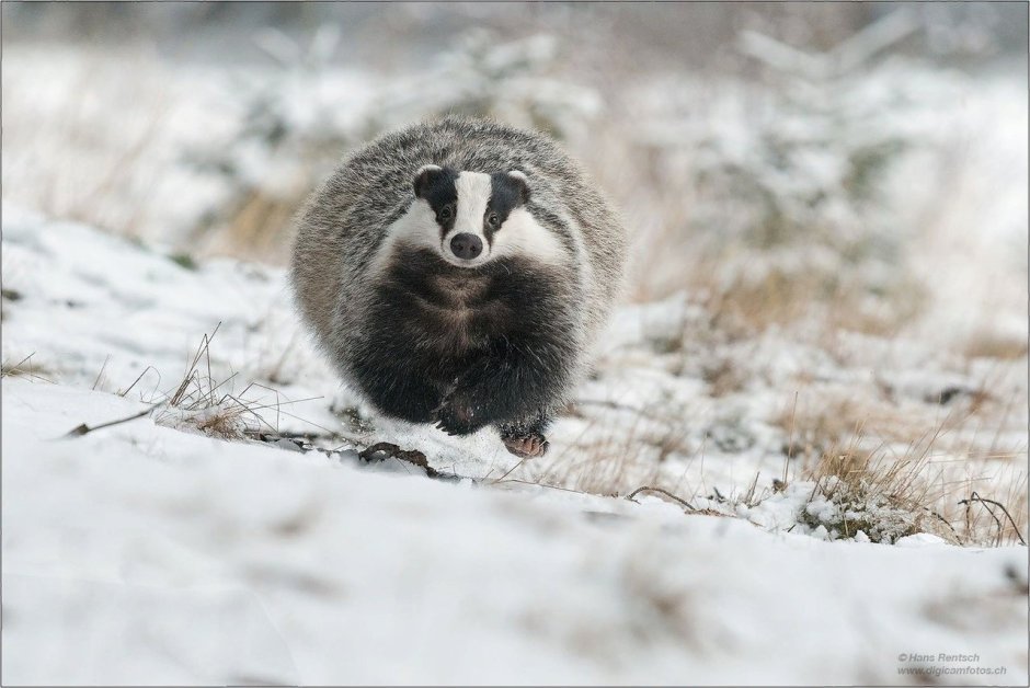 Барсук в спячке