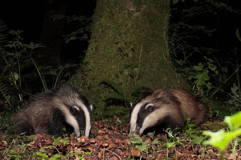 Барсук ест грибы