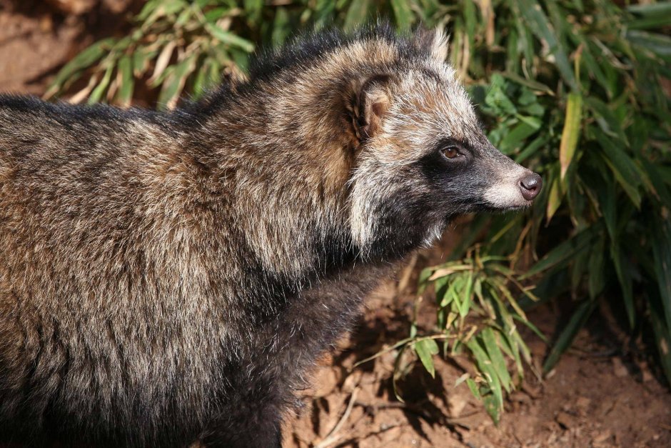 Барсук Фредерик Винтер
