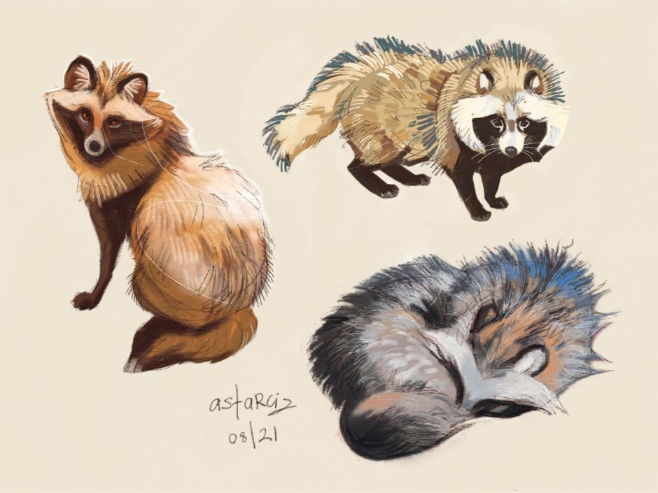 Енотовидная собака Тануки эскиз