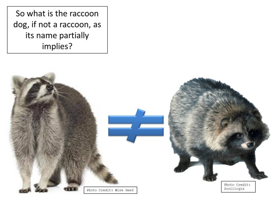 Енотовидная собака и енот полоскун