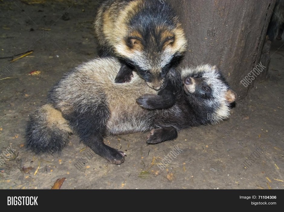 Енотовидная собака и енот